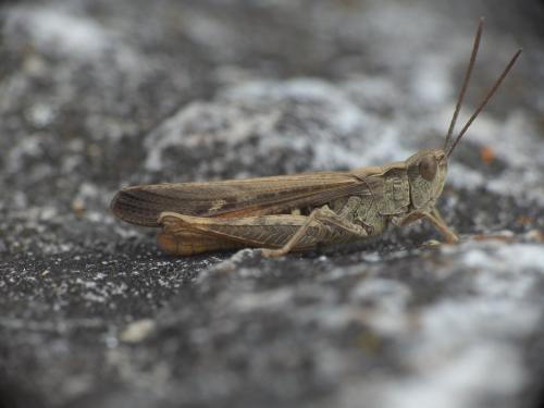Chorthippus sp.